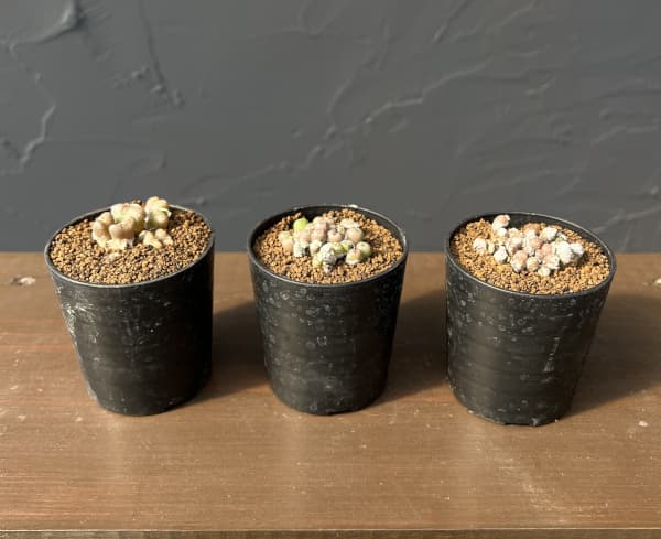 コノフィツム（原種系）：ミヌスクルム 2.5号ポット