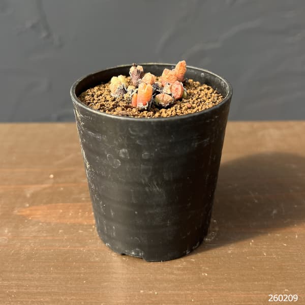 コノフィツム（原種系）：カミエスベルゲンセ 2.5号ポット