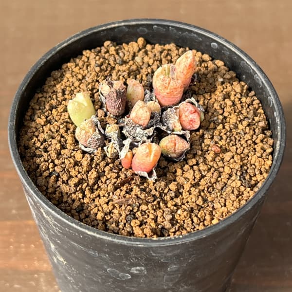 コノフィツム（原種系）：カミエスベルゲンセ 2.5号ポット