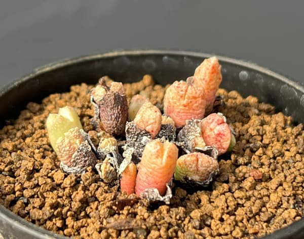 コノフィツム（原種系）：カミエスベルゲンセ 2.5号ポット