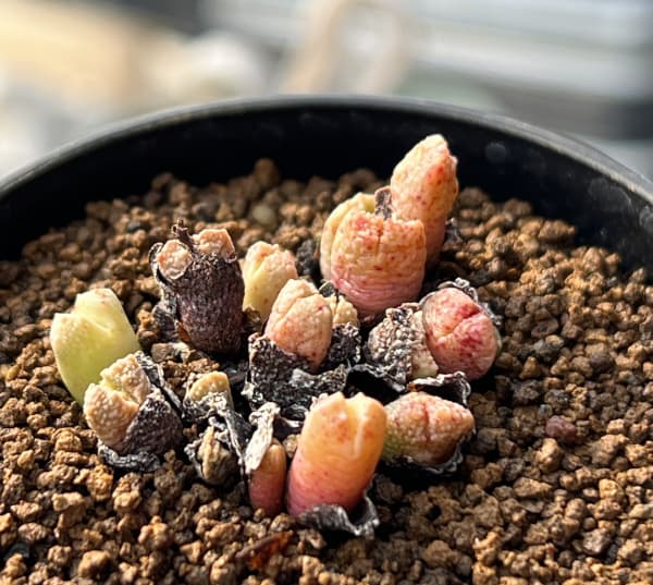 コノフィツム（原種系）：カミエスベルゲンセ 2.5号ポット