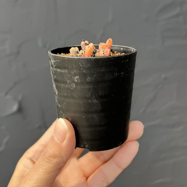 コノフィツム（原種系）：カミエスベルゲンセ 2.5号ポット