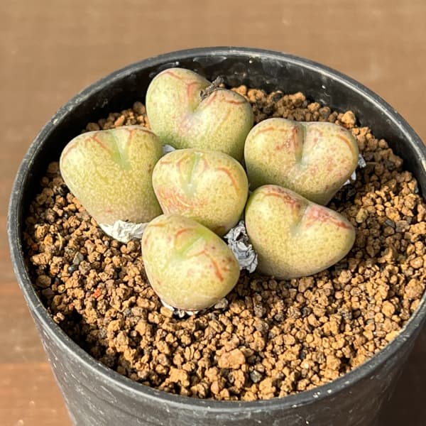 コノフィツム（原種系）：マルニエリアナム 円空（オレンジ）2.5号ポット