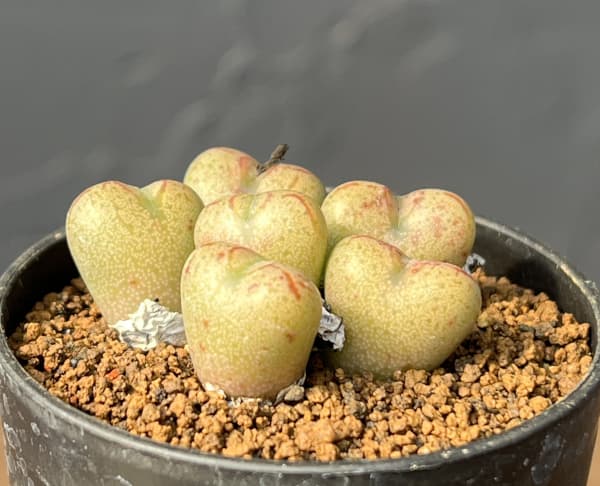 コノフィツム（原種系）：マルニエリアナム 円空（オレンジ）2.5号ポット