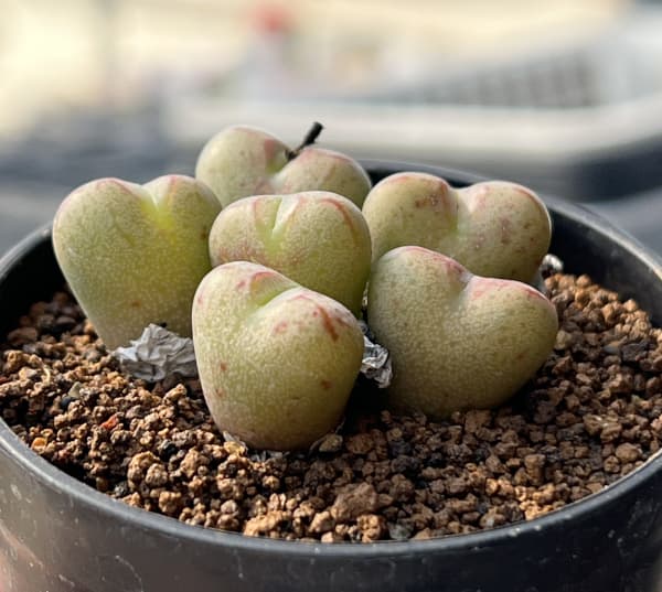 コノフィツム（原種系）：マルニエリアナム 円空（オレンジ）2.5号ポット