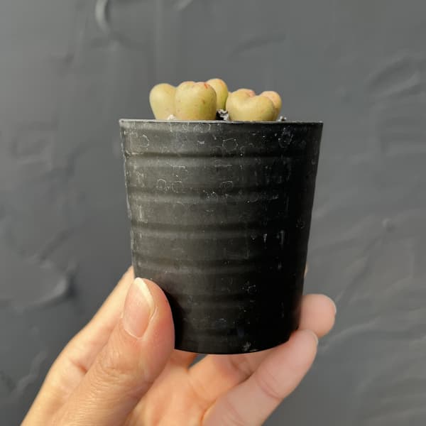 コノフィツム（原種系）：マルニエリアナム 円空（オレンジ）2.5号ポット