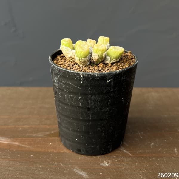 コノフィツム（原種系）：エクティプム スルカツム 2.5号ポット