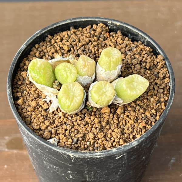 コノフィツム（原種系）：エクティプム スルカツム 2.5号ポット