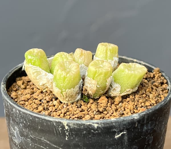 コノフィツム（原種系）：エクティプム スルカツム 2.5号ポット