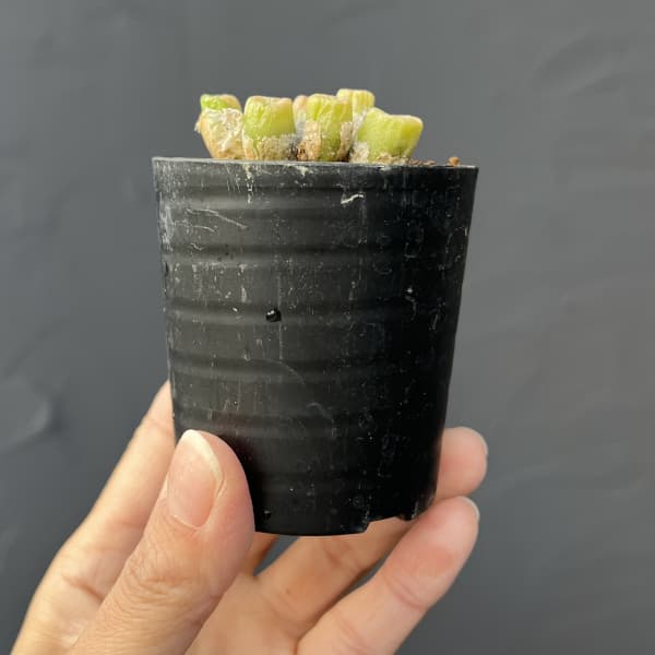 コノフィツム（原種系）：エクティプム スルカツム 2.5号ポット