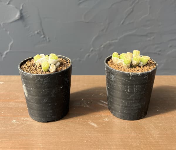 コノフィツム（原種系）：エクティプム スルカツム 2.5号ポット