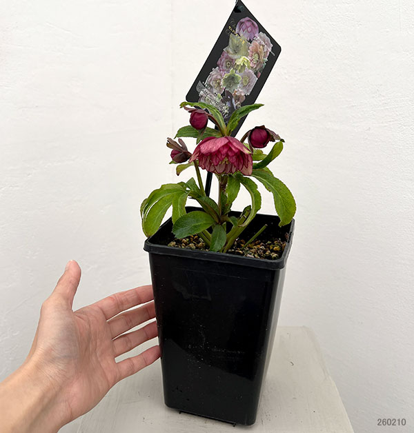 クリスマスローズ:セレクトダブル26-76/1.5Lポット【現品販売】