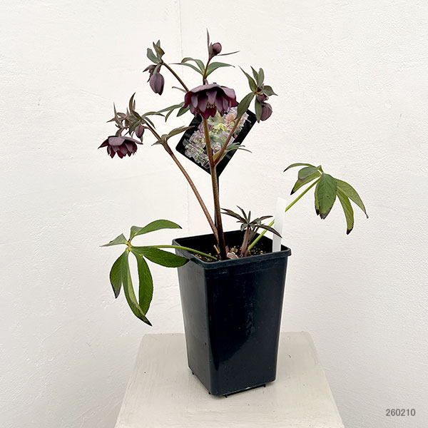 クリスマスローズ:セレクトダブル26-77/1.5Lポット【現品販売】