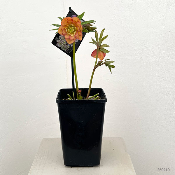 クリスマスローズ:セレクトダブル26-78/1.5Lポット【現品販売】