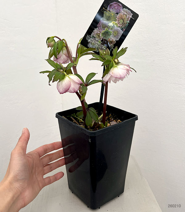 クリスマスローズ:セレクトダブル26-79/1.5Lポット【現品販売】