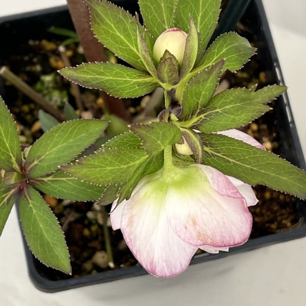 クリスマスローズ：セレクトダブル26-79／1.5Lポット【現品販売】（開花終了株）