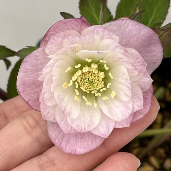 クリスマスローズ：セレクトダブル26-79／1.5Lポット【現品販売】（開花終了株）