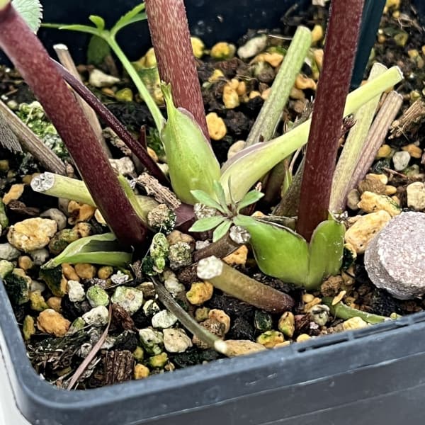 クリスマスローズ：セレクトダブル26-79／1.5Lポット【現品販売】（開花終了株）