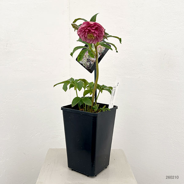 クリスマスローズ:セレクトダブル26-82/1.5Lポット・多弁【現品販売】