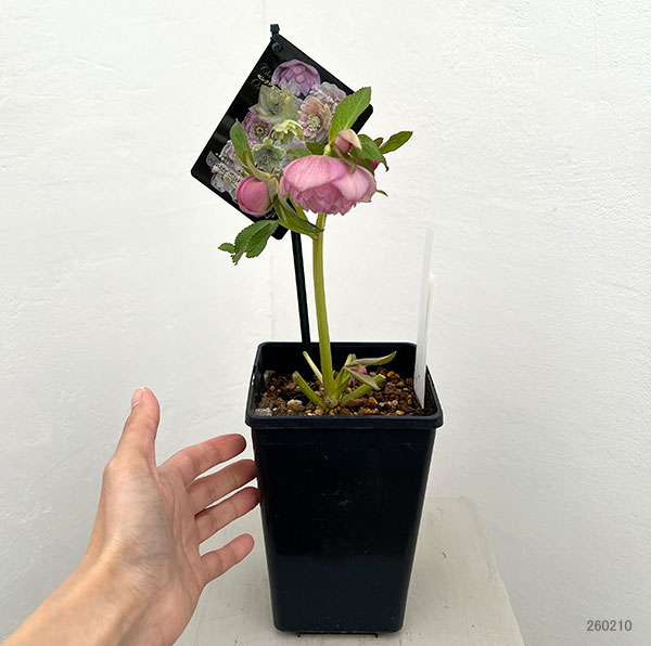 クリスマスローズ:セレクトダブル26-83/1.5Lポット・多弁【現品販売】