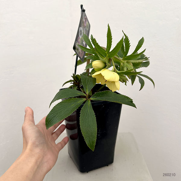 クリスマスローズ：セレクトシングル26-23／1.5Lポット【現品販売】