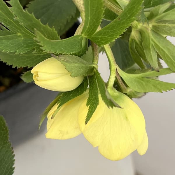 クリスマスローズ：セレクトシングル26-23／1.5Lポット【現品販売】（開花終了株）