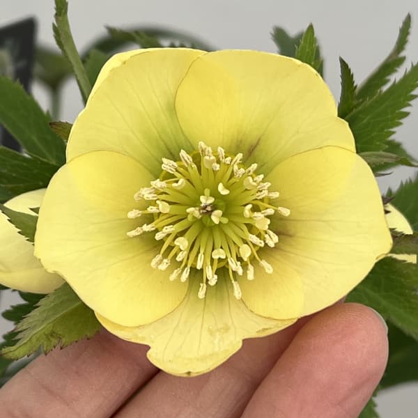 クリスマスローズ：セレクトシングル26-23／1.5Lポット【現品販売】（開花終了株）