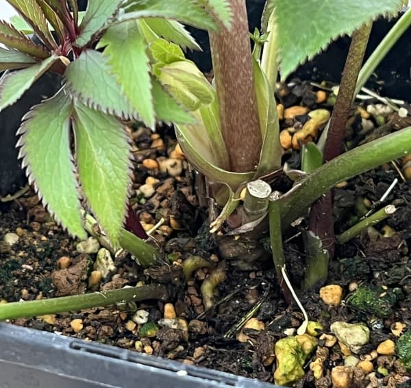 クリスマスローズ：セレクトシングル26-23／1.5Lポット【現品販売】（開花終了株）