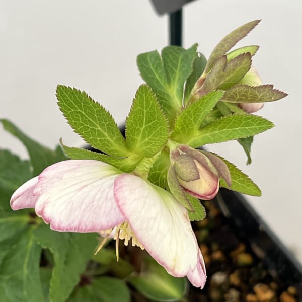 クリスマスローズ：セレクトシングル26-24／1.5Lポット【現品販売】（開花終了株）