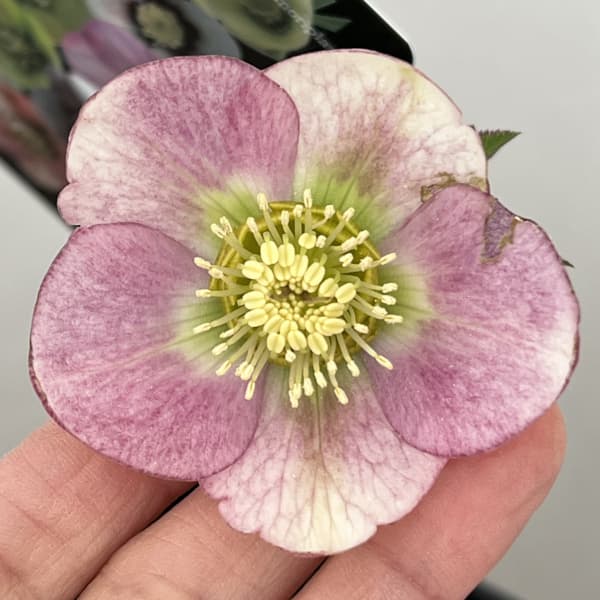 クリスマスローズ：セレクトシングル26-24／1.5Lポット【現品販売】（開花終了株）