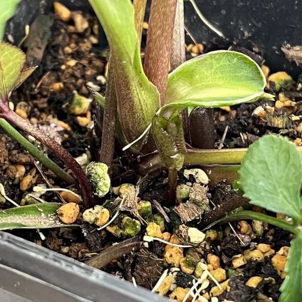 クリスマスローズ：セレクトシングル26-24／1.5Lポット【現品販売】（開花終了株）