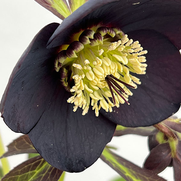 クリスマスローズ:セレクトシングル26-25/1.5Lポット【現品販売】