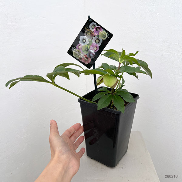 クリスマスローズ:セレクトシングル26-26/1.5Lポット【現品販売】