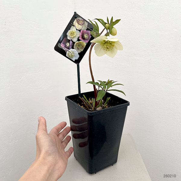 クリスマスローズ:セレクトセミダブル26-35/1.5Lポット【現品販売】