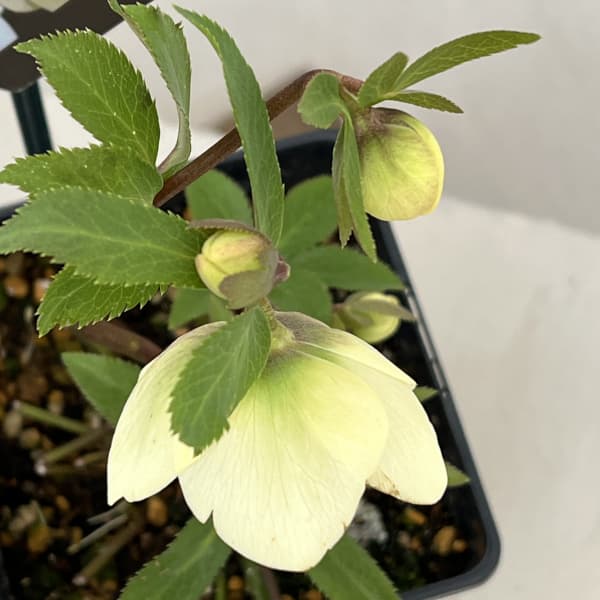 クリスマスローズ：セレクトセミダブル26-35／1.5Lポット【現品販売】（開花終了株）