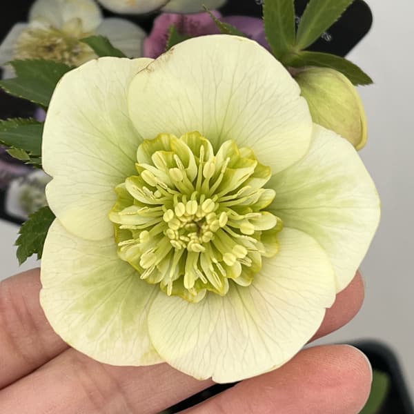 クリスマスローズ：セレクトセミダブル26-35／1.5Lポット【現品販売】（開花終了株）