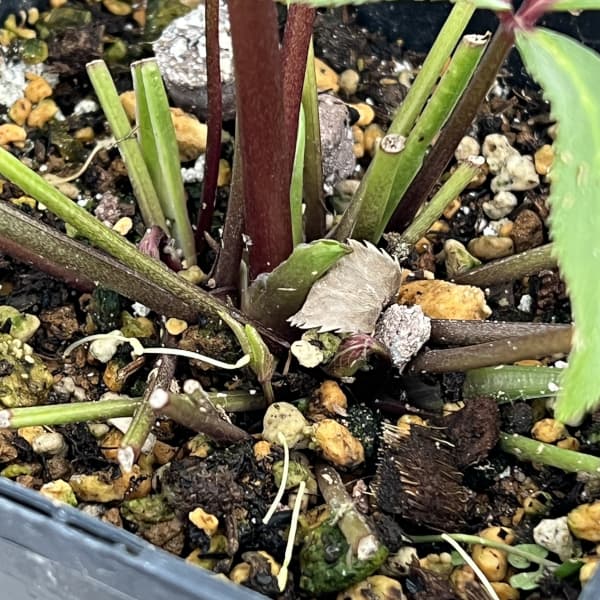 クリスマスローズ：セレクトセミダブル26-35／1.5Lポット【現品販売】（開花終了株）