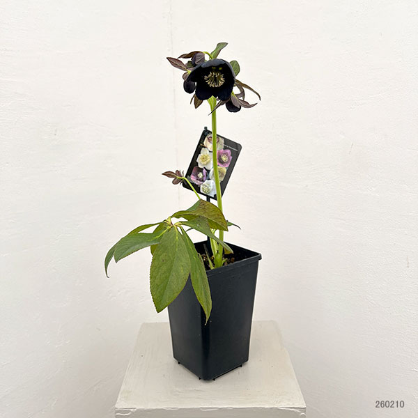 クリスマスローズ:セレクトセミダブル26-37/1.5Lポット【現品販売】