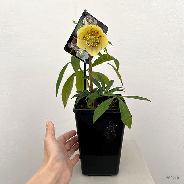 クリスマスローズ:セレクトセミダブル26-38/1.5Lポット【現品販売】