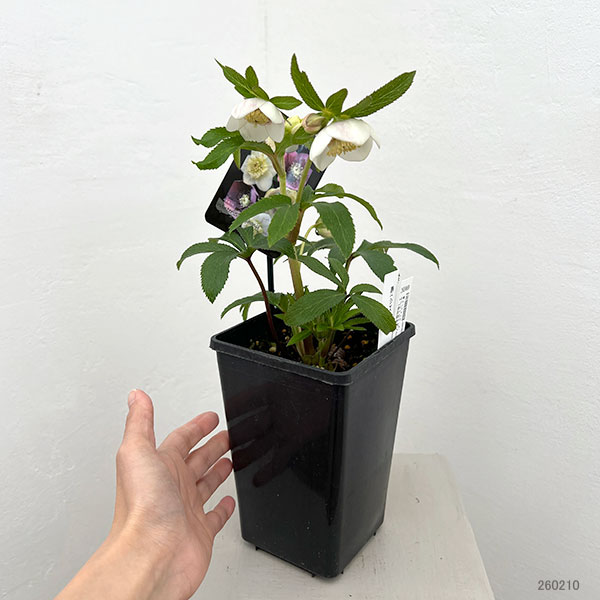 クリスマスローズ:セレクトセミダブル26-39/1.5Lポット・静(シズカ)【現品販売】