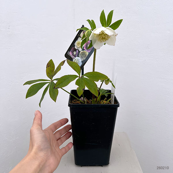 クリスマスローズ:セレクトセミダブル26-40/1.5Lポット・レフレール系【現品販売】