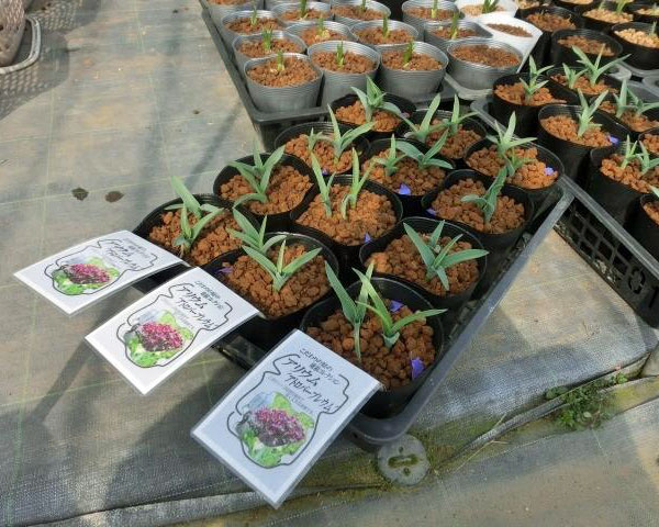 アリウム ：アトロプルプレウム1球植え4.5号ポット