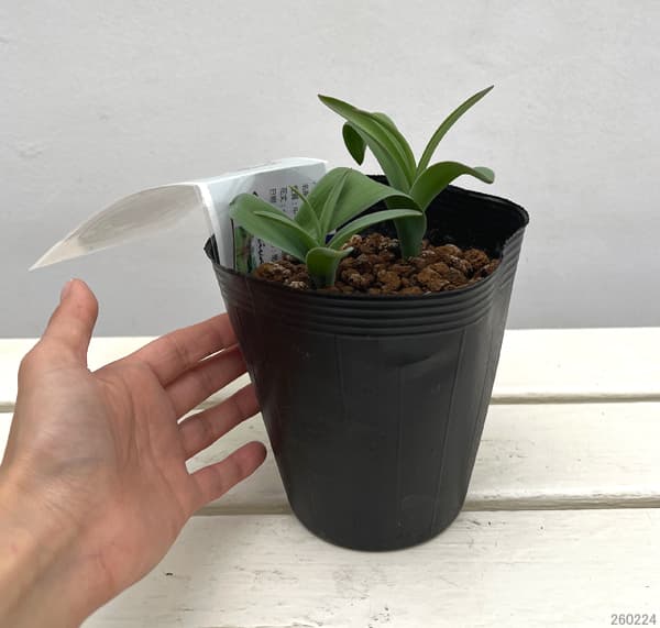 園芸ネット本店｜アリウム ：アトロプルプレウム1球植え4.5号ポット の