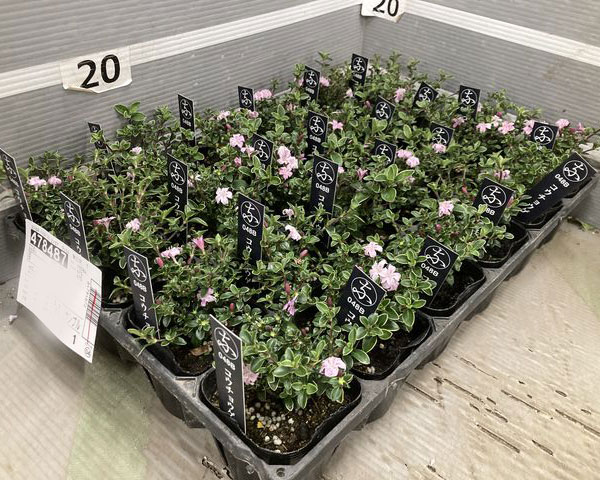 ハクチョウゲ（白丁花）：コウチョウゲ（紅丁花）3号ポット