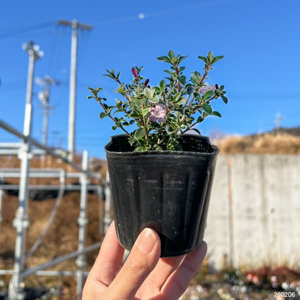 ハクチョウゲ（白丁花）：コウチョウゲ（紅丁花）3号ポット