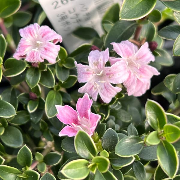 ハクチョウゲ（白丁花）：コウチョウゲ（紅丁花）3号ポット