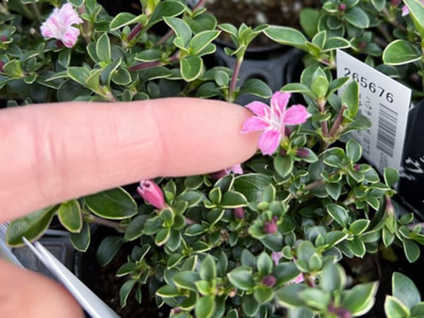 ハクチョウゲ（白丁花）：コウチョウゲ（紅丁花）3号ポット