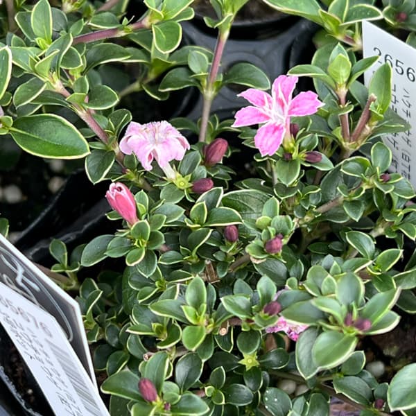 ハクチョウゲ（白丁花）：コウチョウゲ（紅丁花）3号ポット