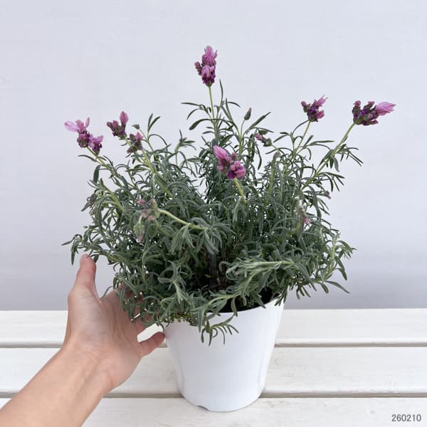 フレンチラベンダー(超巨大輪種):ラビッシュピンク5号鉢植え