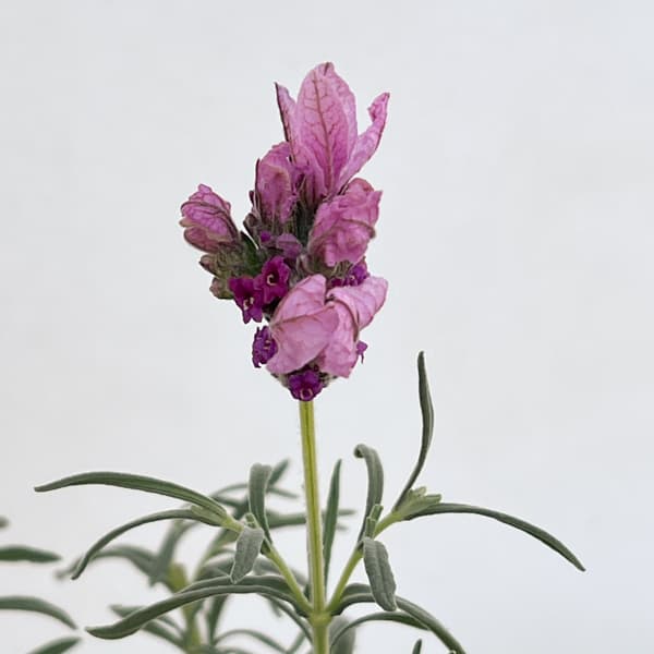 フレンチラベンダー(超巨大輪種):ラビッシュピンク5号鉢植え